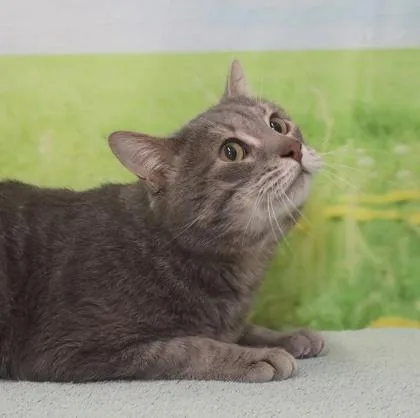 An adult medium-sized male Domestic Short Hair cat named Maxwell for adoption in West Chester, PA