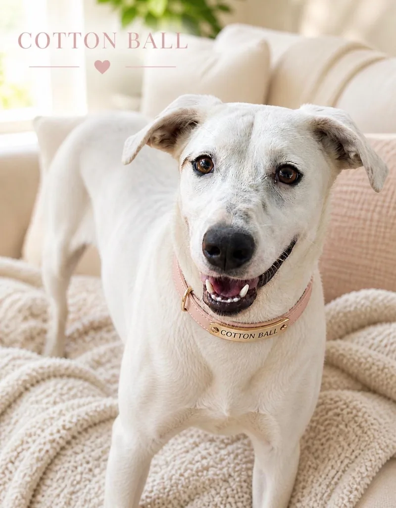 An adult medium-sized female White / Cream Labrador Retriever dog named Cotton Ball for adoption in Houston, TX
