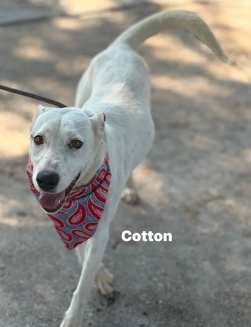 Cotton Ball thumbnail 2