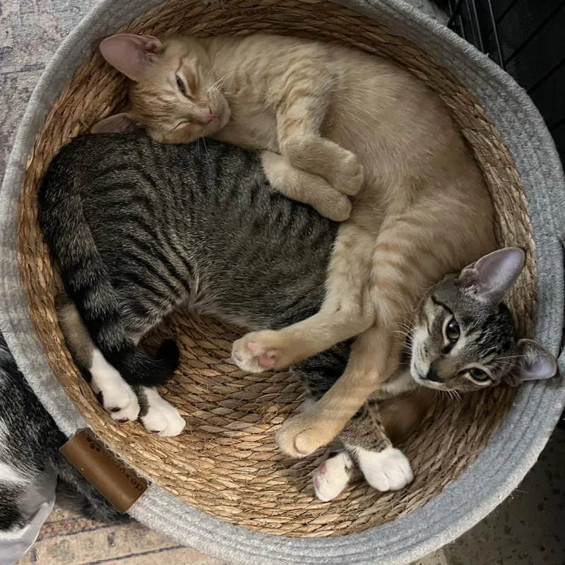A young medium-sized male Domestic Short Hair cat named Theo for adoption in Port Richey, FL
