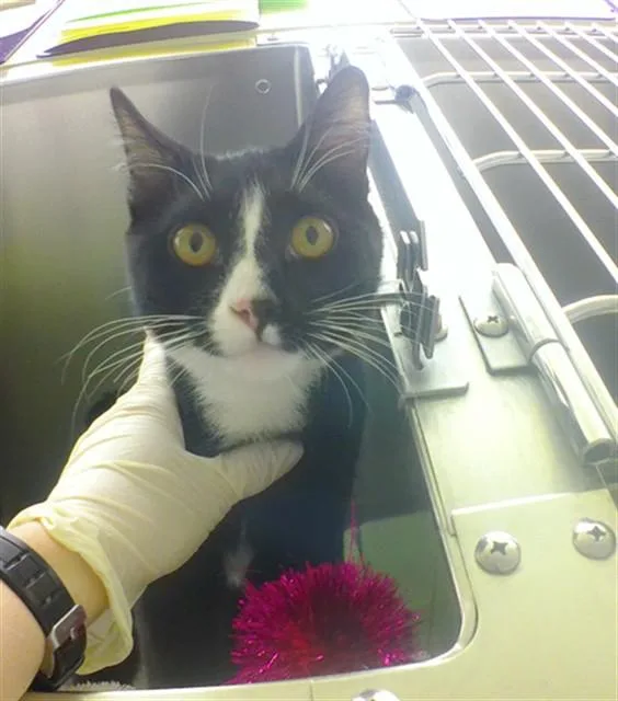 A young small-sized male Domestic Short Hair cat named Tipp for adoption in Omaha, NE
