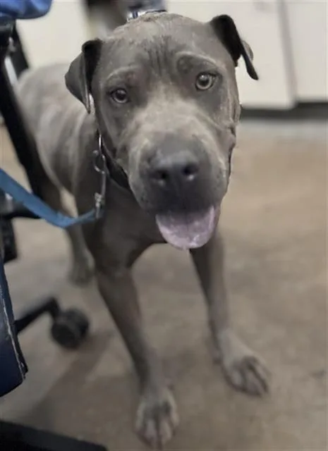 A young medium-sized male Mixed Breed dog named Ace for adoption in Dallas, TX