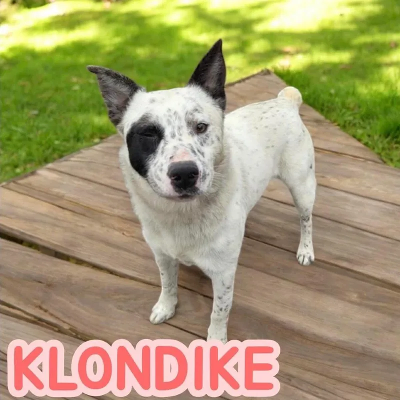 Klondike thumbnail 2