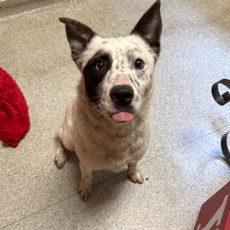 Klondike thumbnail 3