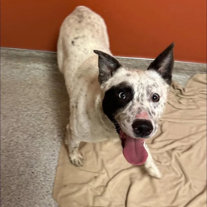 Klondike thumbnail 4