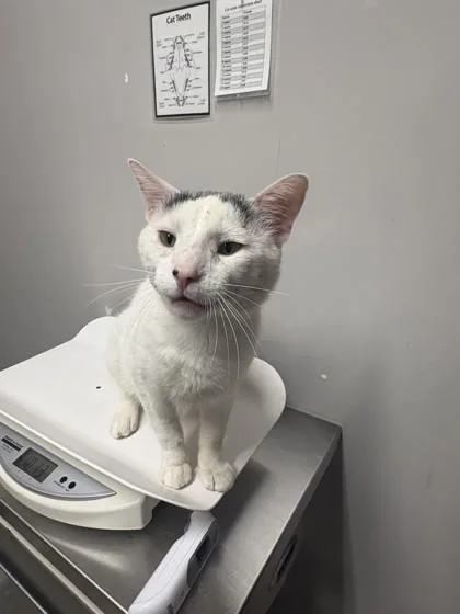 An adult medium-sized male Domestic Short Hair cat named Nolan for adoption in Pequot Lakes, MN