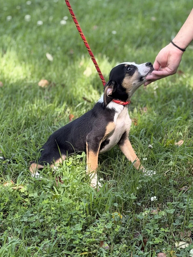 A baby medium-sized female Wire Fox Terrier dog named Wispy for adoption in Locust Fork, AL