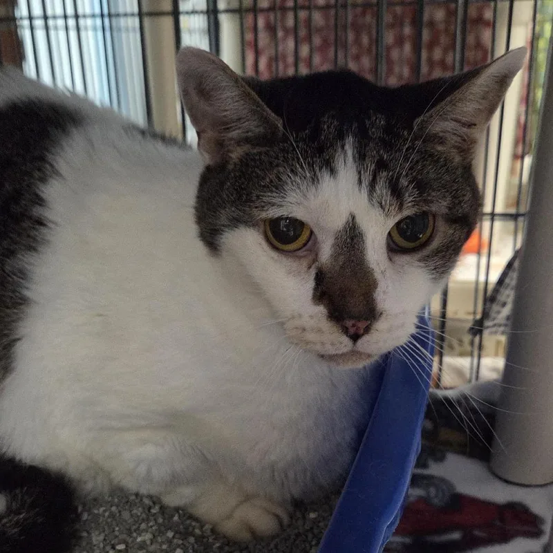 A senior large-sized male Gray / Blue / Silver Domestic Short Hair cat named Whiskers for adoption in Camden, DE