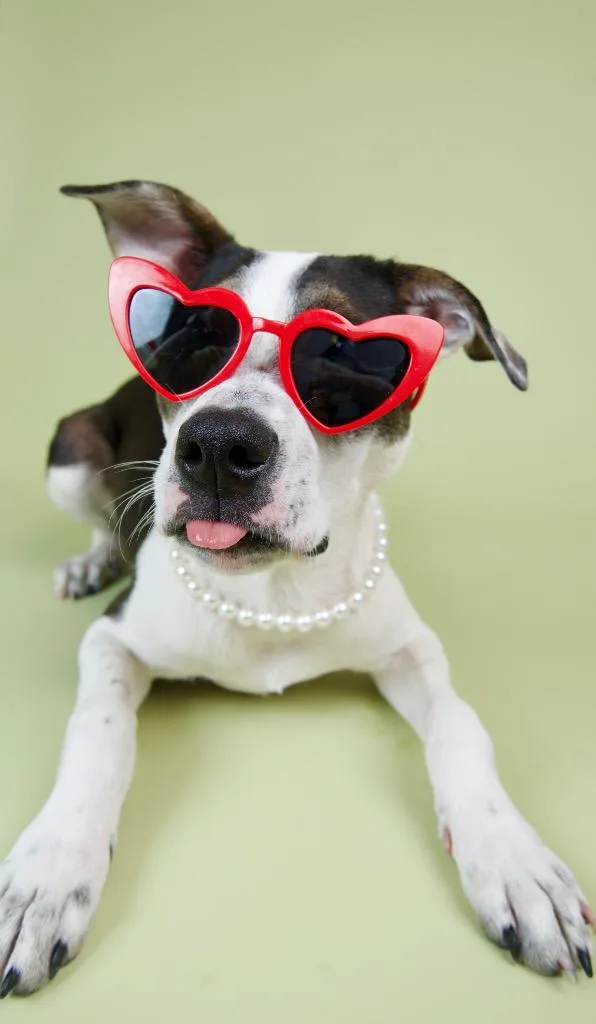 A baby medium-sized female White / Cream Pit Bull Terrier dog named Josie for adoption in Austin, TX