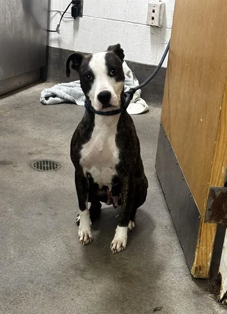 An adult large-sized female Bull Terrier dog named Sasha for adoption in Upper Marlboro, MD