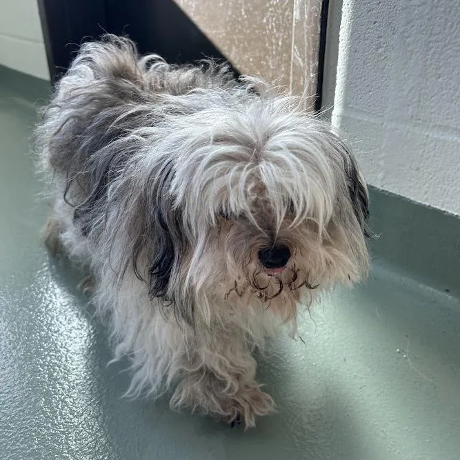 An adult small-sized female Gray / Blue / Silver Shih Tzu dog named Svasstray for adoption in Lyndhurst, VA
