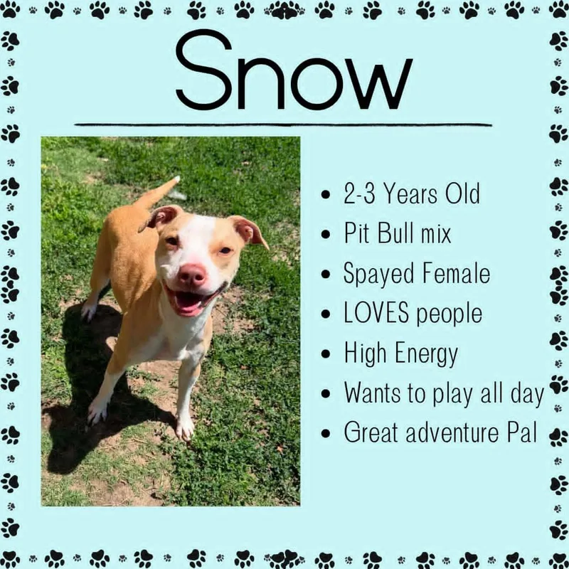 An adult medium-sized female White / Cream Pit Bull Terrier dog named Snow for adoption in Junction City, KS