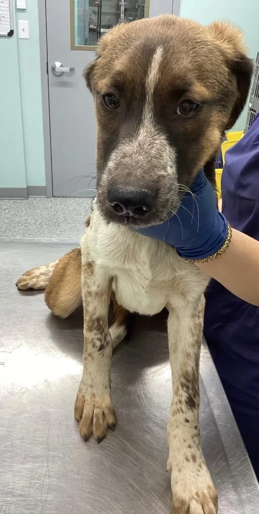A baby medium-sized male Terrier dog named Cinnamon for adoption in Athens, TN