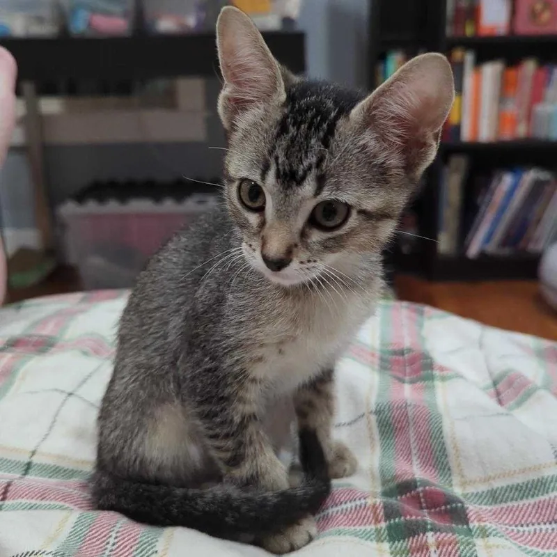 A baby small-sized female Brown / Chocolate Domestic Short Hair cat named Anna for adoption in Commerce City, CO