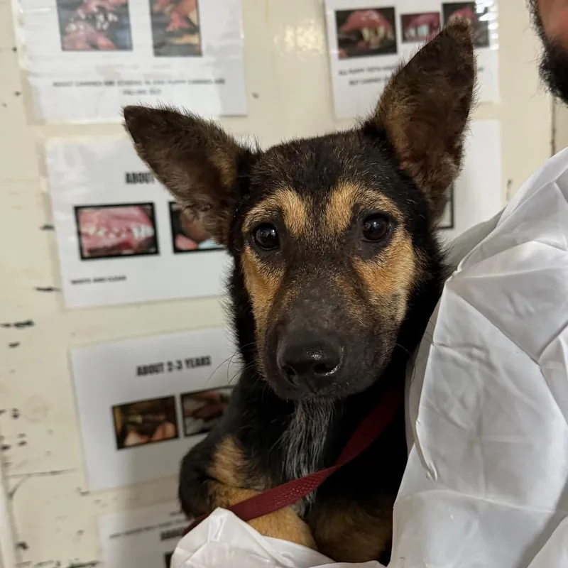 A young medium-sized female Black Shepherd dog named Mallory for adoption in Edinburg, TX