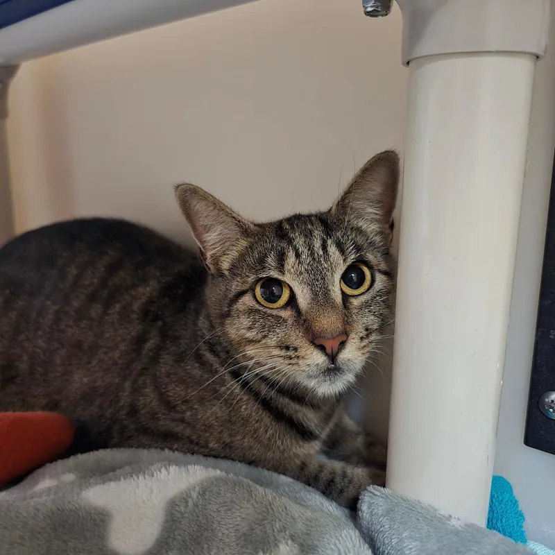 A young medium-sized female Gray / Blue / Silver Domestic Short Hair cat named Laney for adoption in Naples, FL