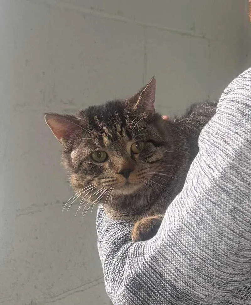 An adult large-sized male Tabby (Brown / Chocolate) Domestic Short Hair cat named Rev for adoption in West Mifflin, PA