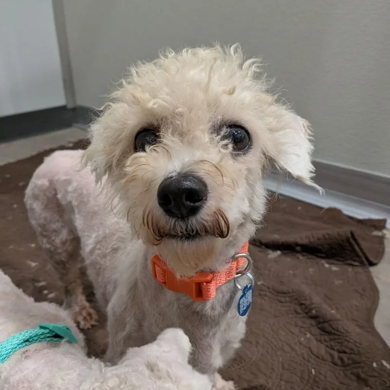 An adult small-sized female Bichon Frise dog named Cottonball for adoption in Ocala, FL