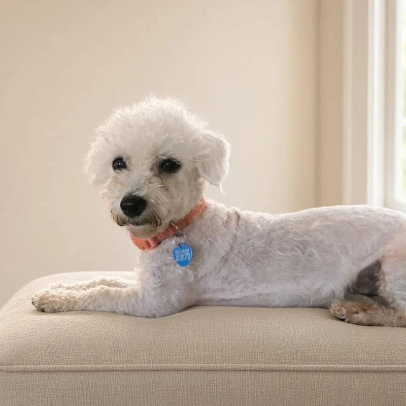 Cottonball thumbnail 3