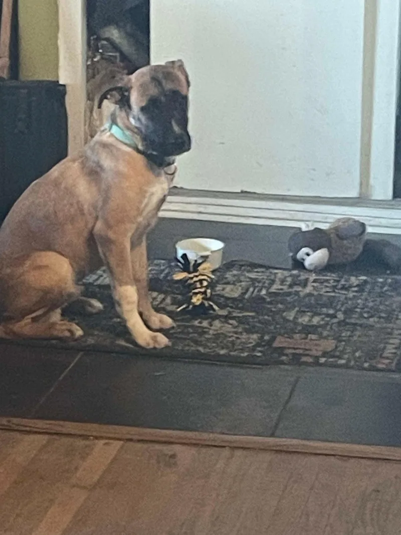 Maverick thumbnail 2