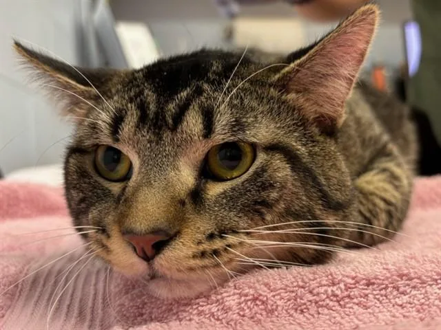 A young large-sized male Domestic Short Hair cat named Hulk for adoption in Ames, IA