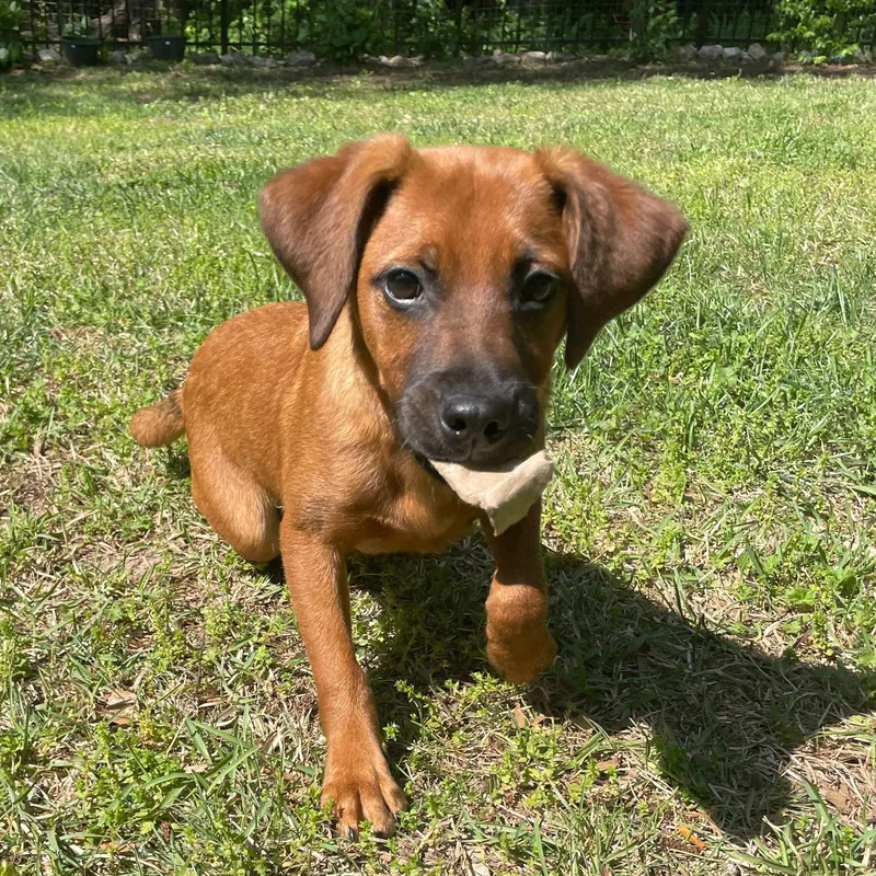 A baby medium-sized male Spaniel dog named Ruger for adoption in Fuquay Varina, NC