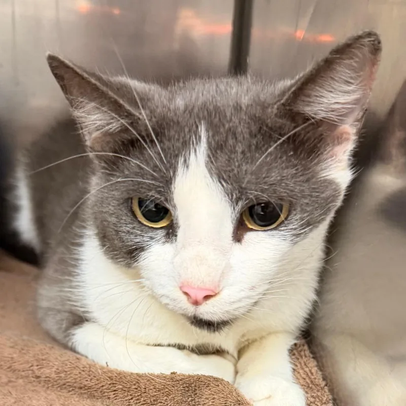 An adult medium-sized female Domestic Short Hair cat named Lucille for adoption in Corydon, IN