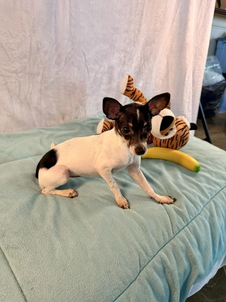 A young small-sized female Tricolor (Brown, Black, & White) Chihuahua dog named Gala for adoption in Richmond, TX