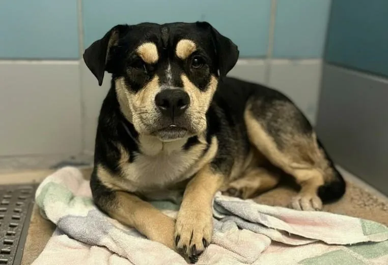 A young medium-sized female Staffordshire Bull Terrier dog named Sabrina for adoption in Houston, TX