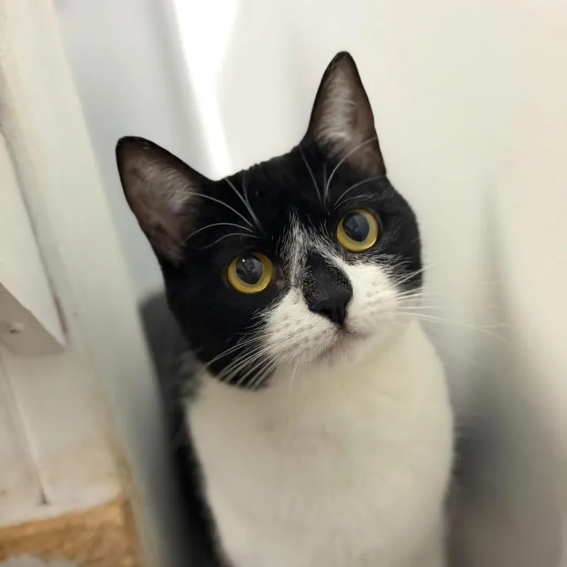 An adult medium-sized female Black Domestic Short Hair cat named Bandit for adoption in Brownsboro, AL