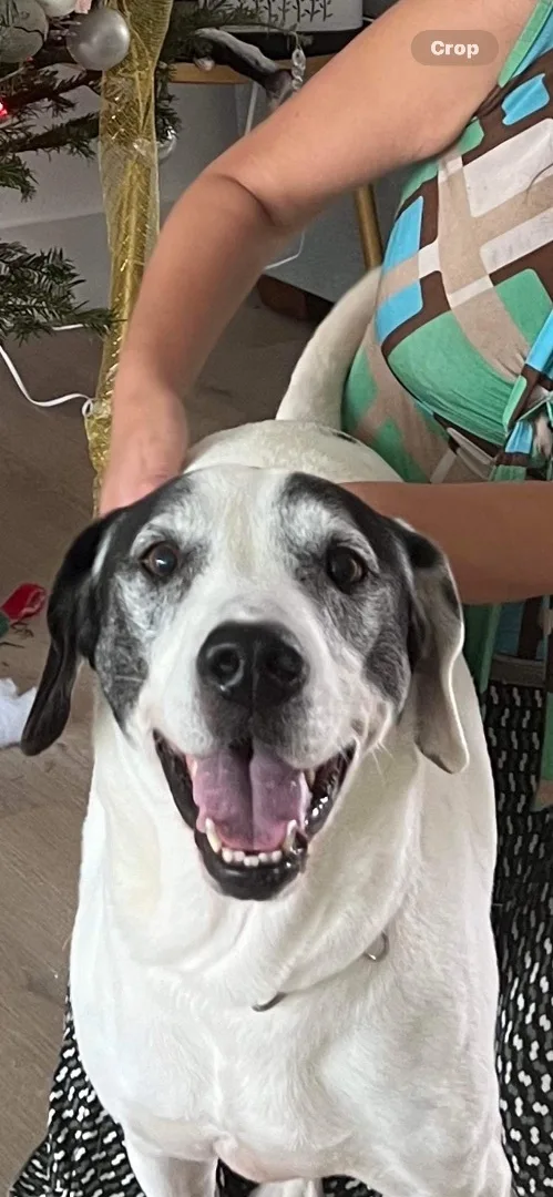 An adult large-sized male Pointer dog named Romeo for adoption in Palm City, FL