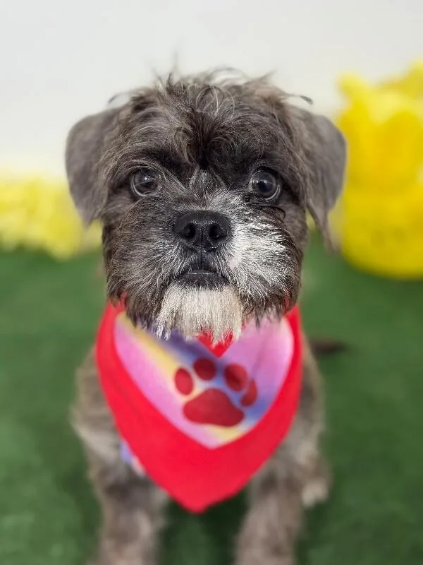A baby small-sized female Gray / Blue / Silver Shih Tzu dog named Mindy for adoption in Carlsbad, CA
