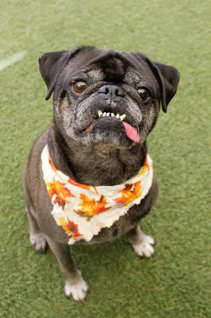 A senior small-sized male Pug dog named Geoff for adoption in Gardena, CA