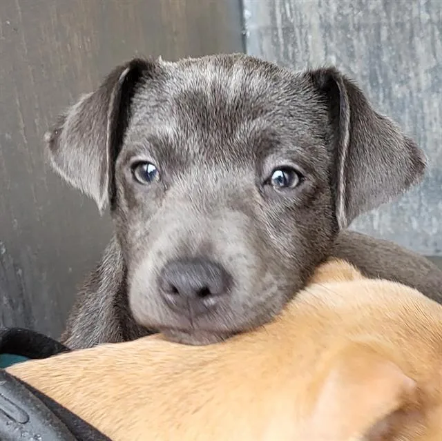 A baby small-sized female American Staffordshire Terrier dog named A for adoption in San Antonio, TX