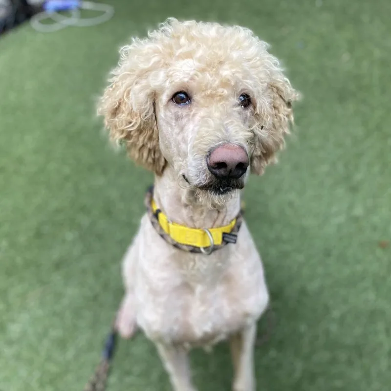 An adult large-sized male Yellow / Tan / Blond / Fawn Mixed Breed dog named Ollie for adoption in Asheville, NC