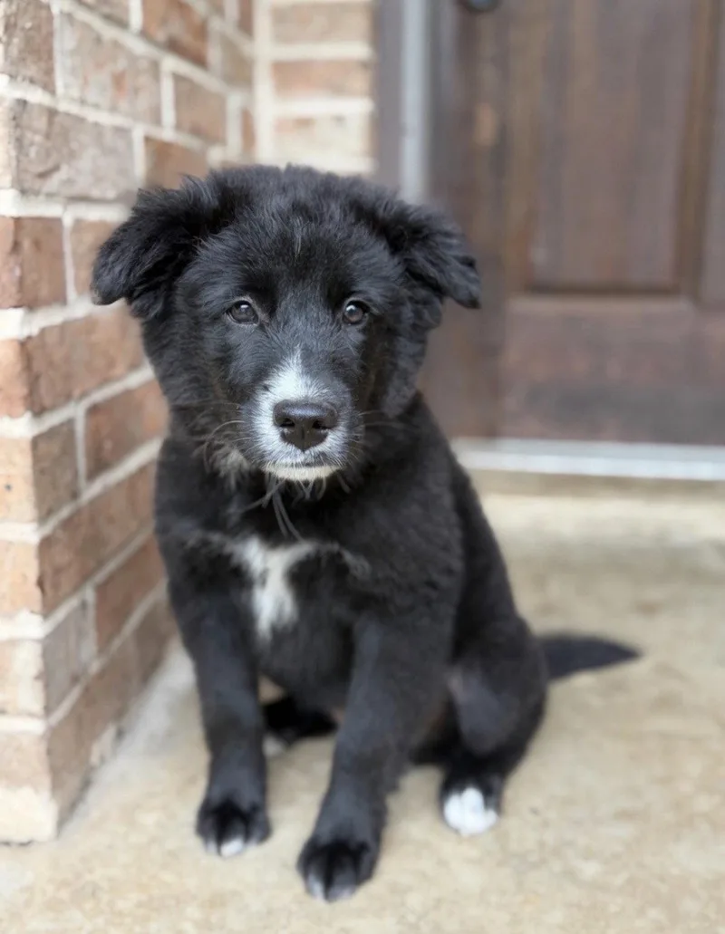 A baby large-sized female Great Pyrenees dog named Lucy Kate Lonestar for adoption in Rockaway, NJ