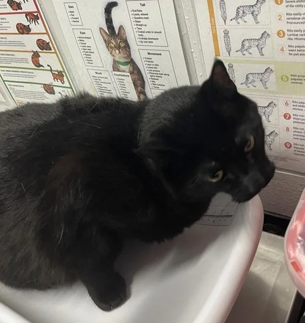 An adult medium-sized male Domestic Short Hair cat named Shadow for adoption in Escondido, CA