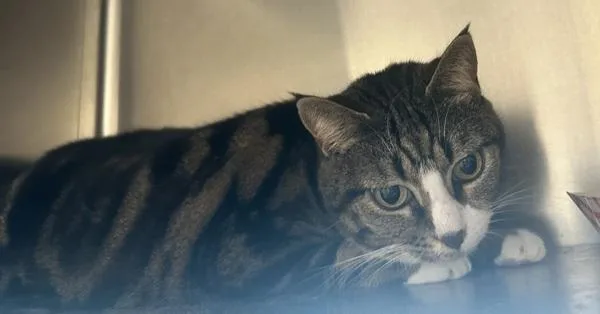 An adult medium-sized female Domestic Short Hair cat named Ginger for adoption in Stratham, NH