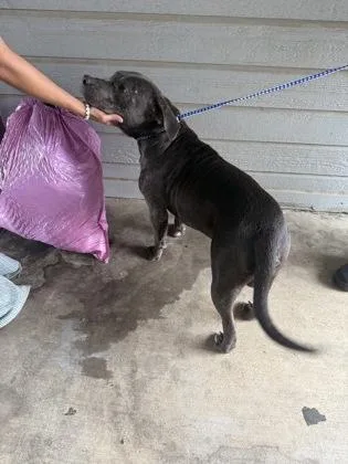 An adult medium-sized male Pit Bull Terrier dog named Hunter for adoption in North Richland Hills, TX