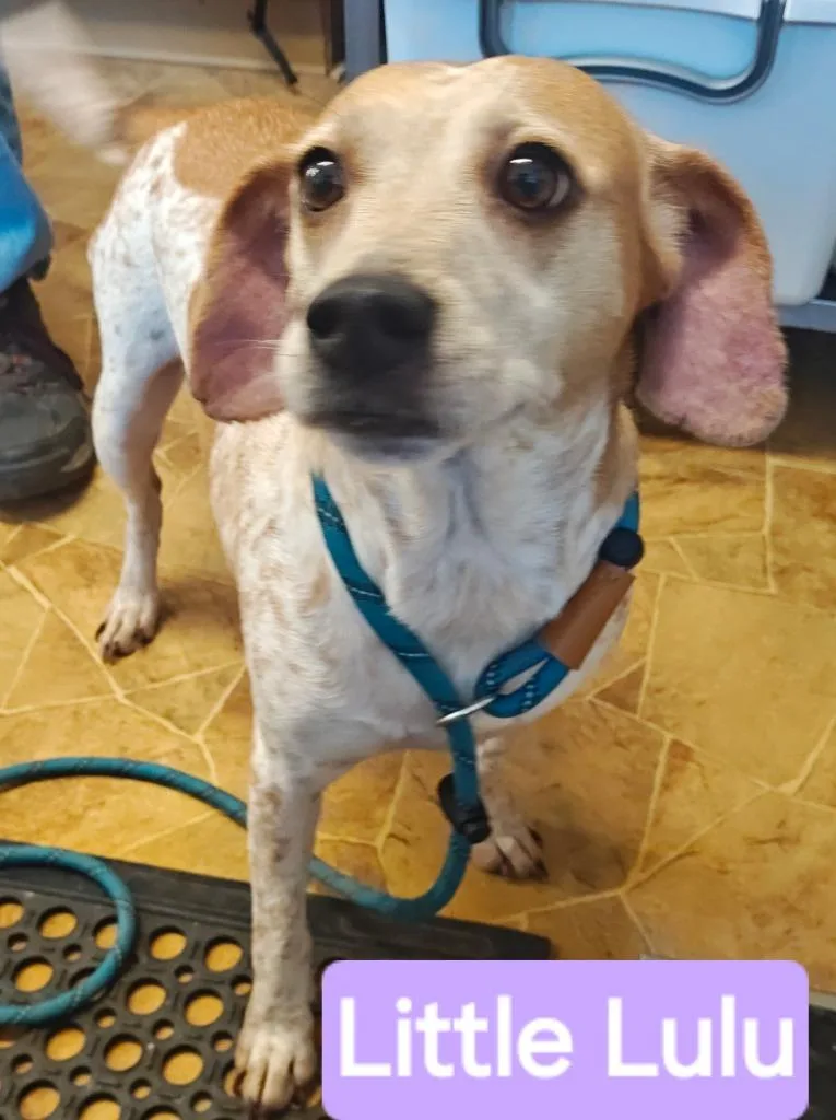 Lulu