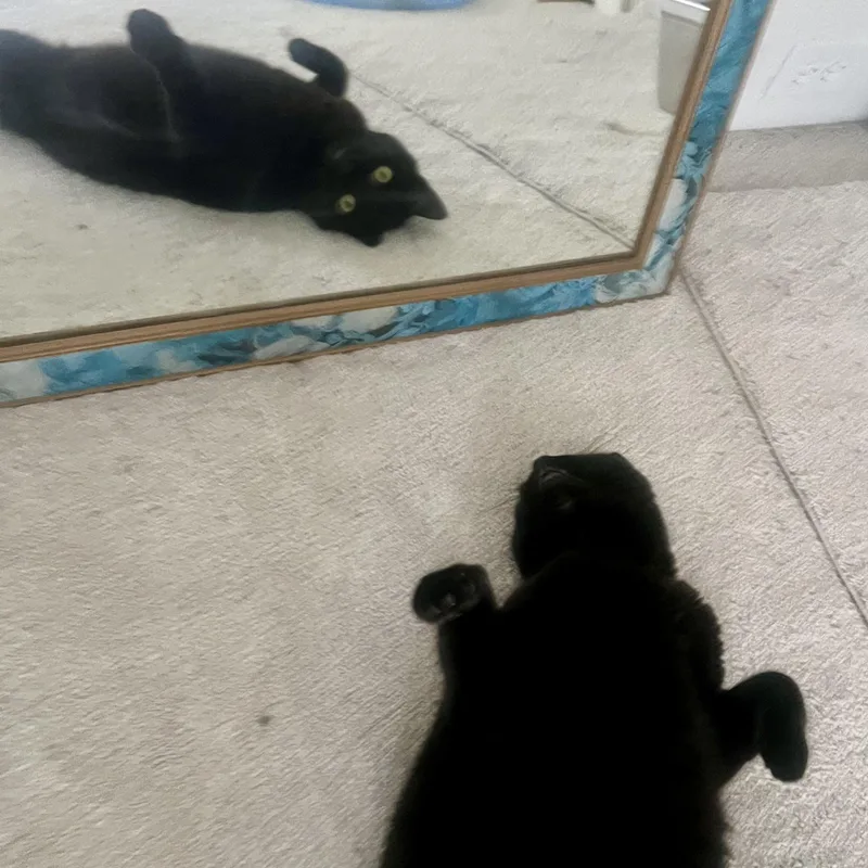 An adult medium-sized female Black Domestic Short Hair cat named Winnie for adoption in Mayfield, NY