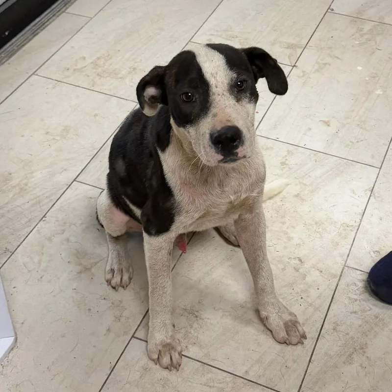 A young medium-sized male Black Pit Bull Terrier dog named Gringo for adoption in Lufkin, TX