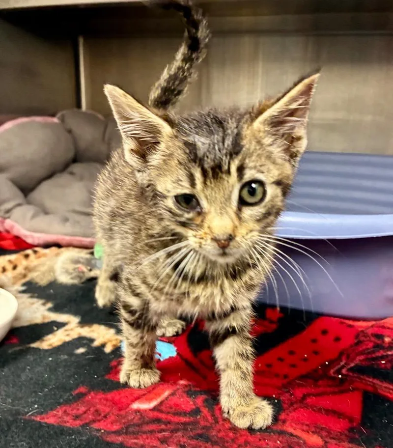 A baby medium-sized male Domestic Short Hair cat named Gus for adoption in Greeneville, TN