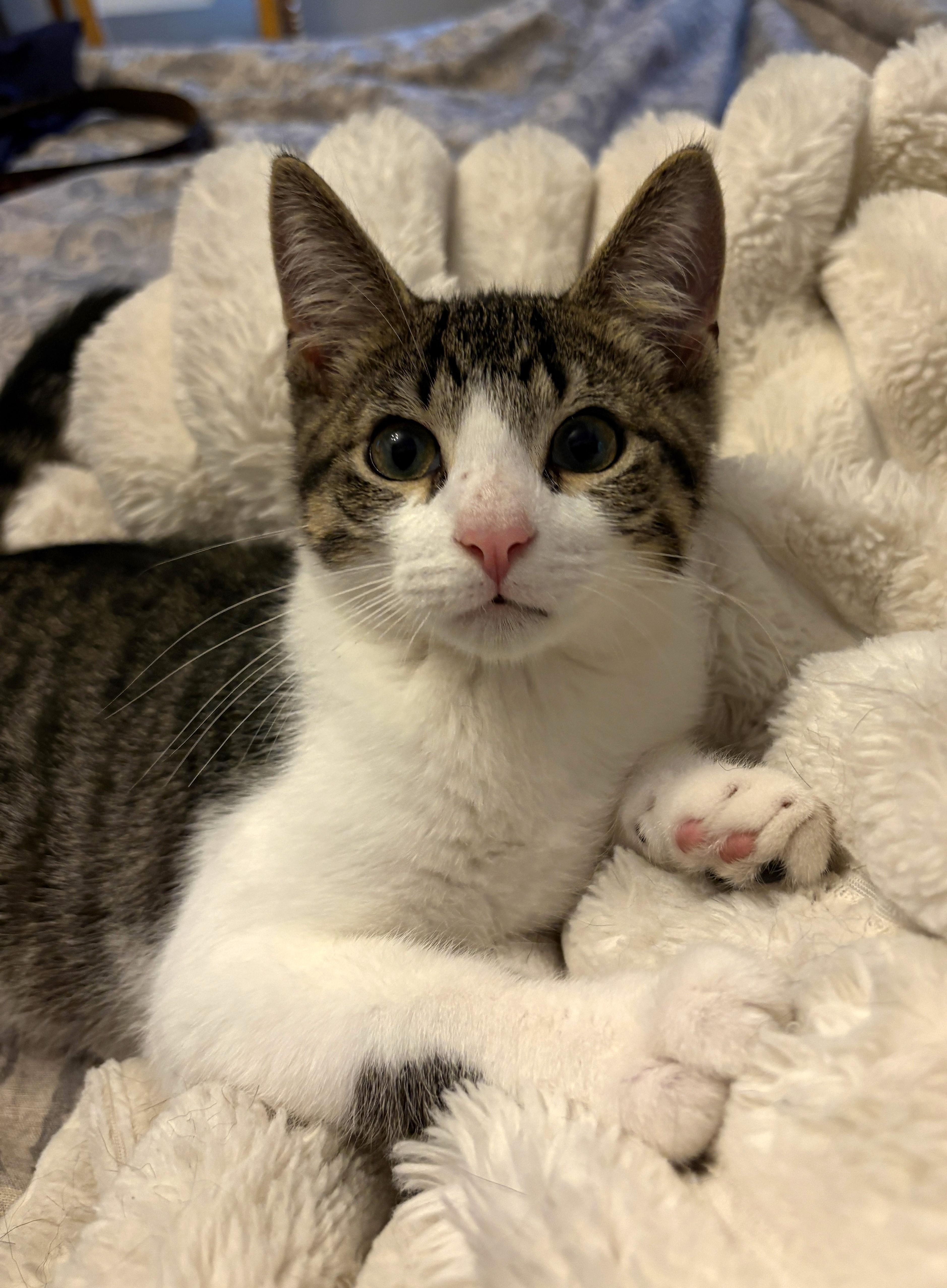 A baby small-sized male White Domestic Short Hair cat named Sonny for adoption in New York, NY