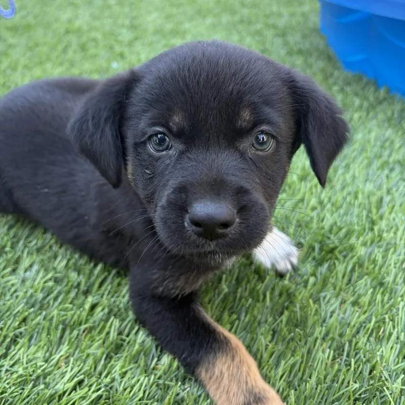 A baby small-sized female Black Shepherd dog named Primrose for adoption in Rossville, GA