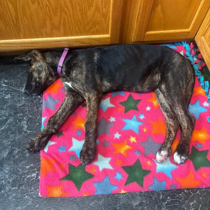 A baby small-sized female Brindle Mixed Breed dog named Brynn for adoption in Bismarck, ND