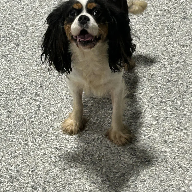 An adult small-sized female Cavalier King Charles Spaniel dog named Polly. Tri. for adoption in Antwerp, OH
