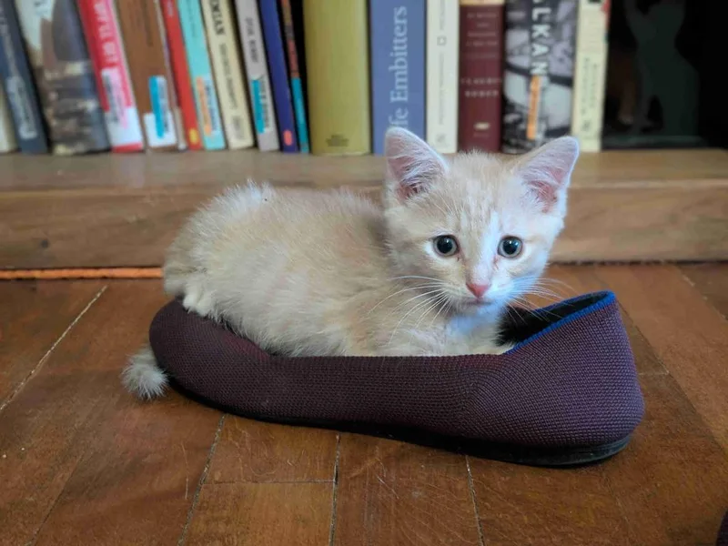 A baby small-sized female Domestic Short Hair cat named Sunchip Sunbeam for adoption in Minneapolis, MN