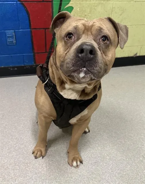 An adult medium-sized male Pit Bull Terrier dog named Zeppelin for adoption in Indianapolis, IN