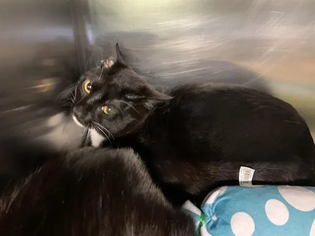 A young medium-sized male Domestic Short Hair cat named Felix for adoption in Grand Prairie, TX
